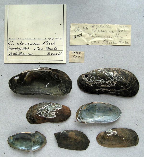 specimen