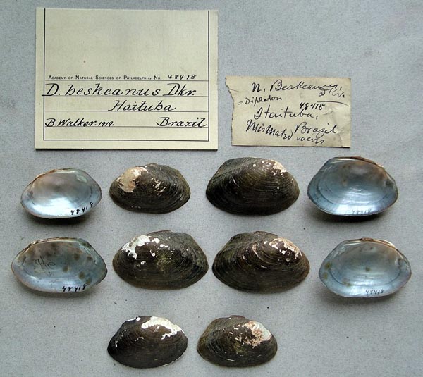 specimen