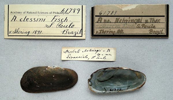 specimen