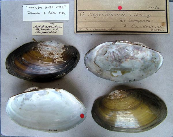 specimen