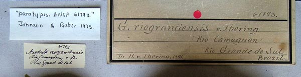 specimen