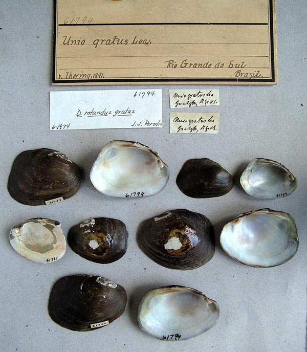 specimen