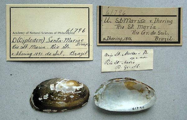 specimen