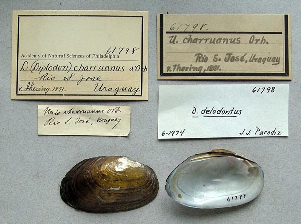 specimen