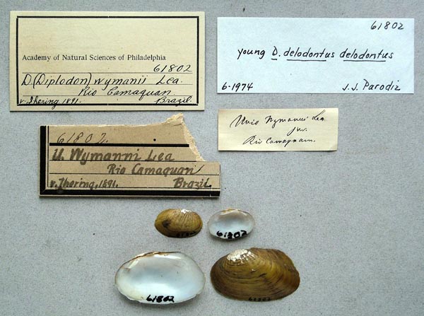 specimen
