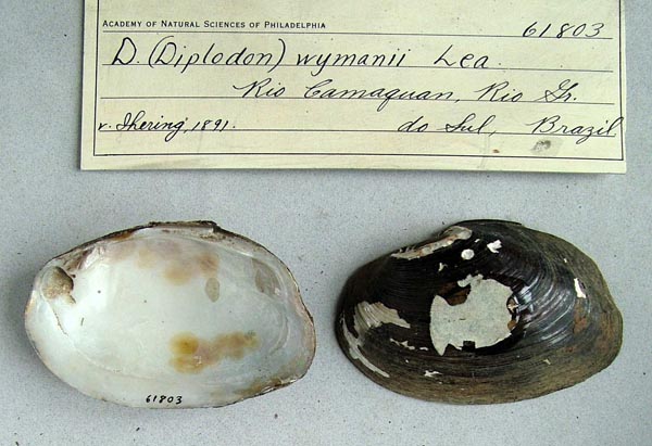 specimen
