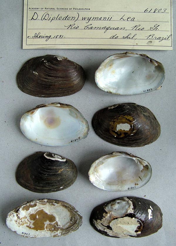 specimen