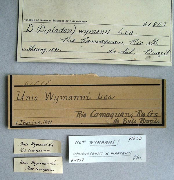 specimen
