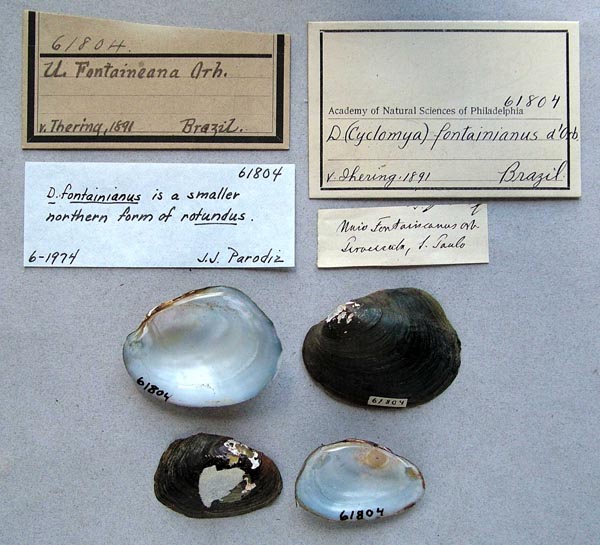 specimen