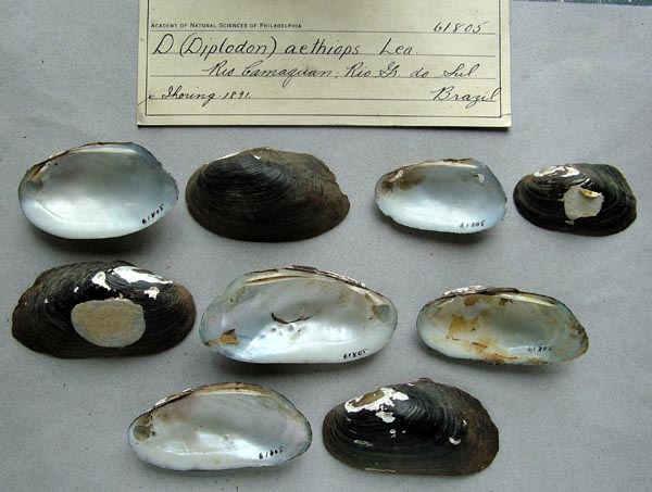 specimen