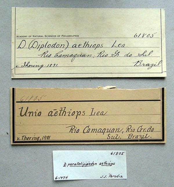 specimen