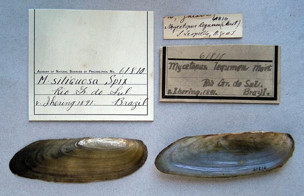 specimen