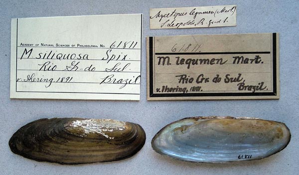specimen