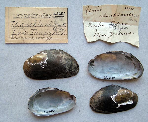 specimen