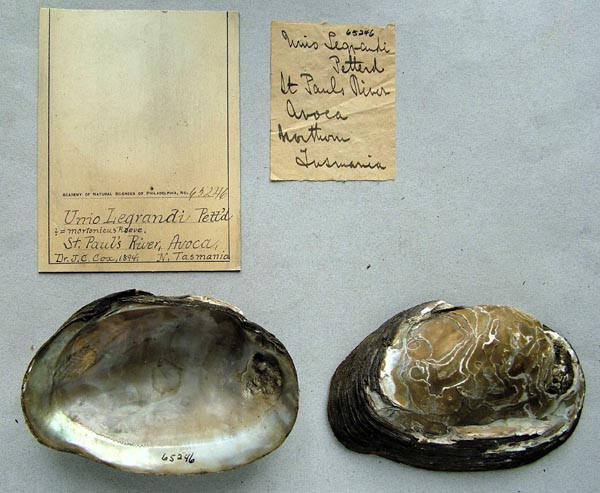 specimen