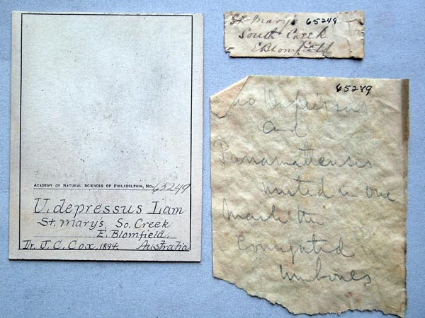 specimen