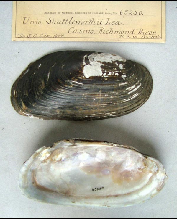 specimen
