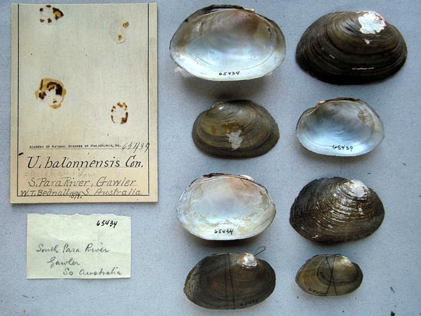 specimen