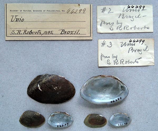 specimen