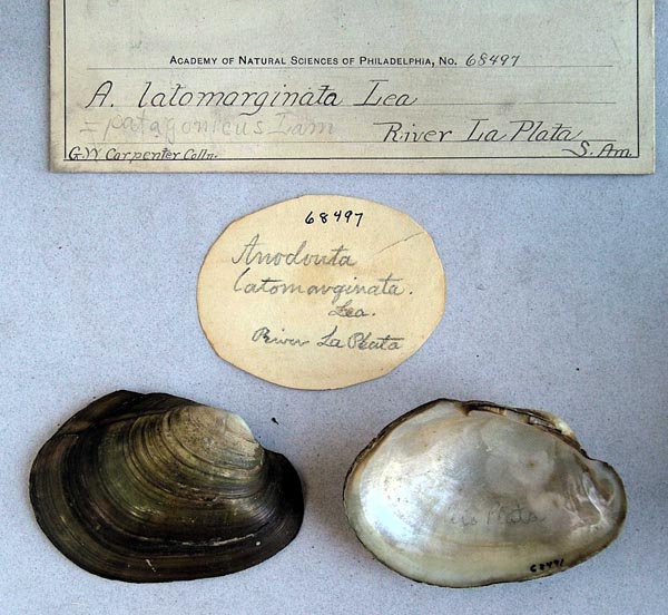 specimen