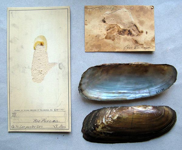specimen