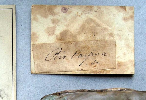 specimen