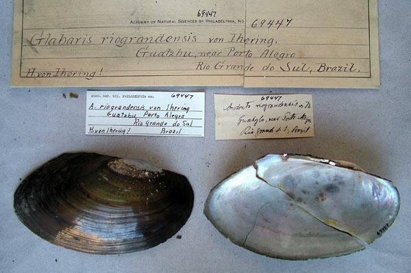 specimen
