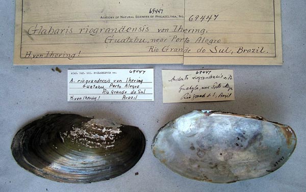 specimen