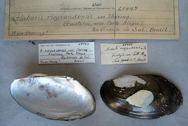 specimen