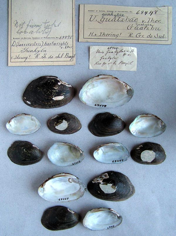 specimen