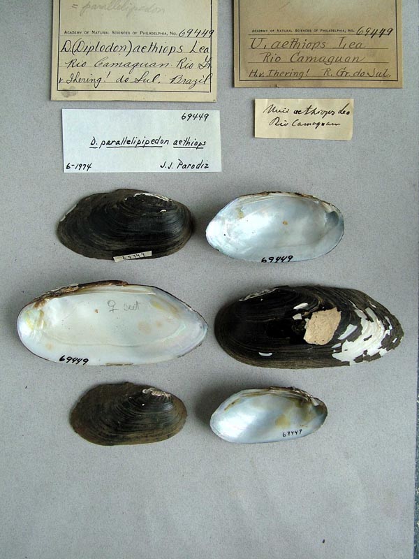specimen