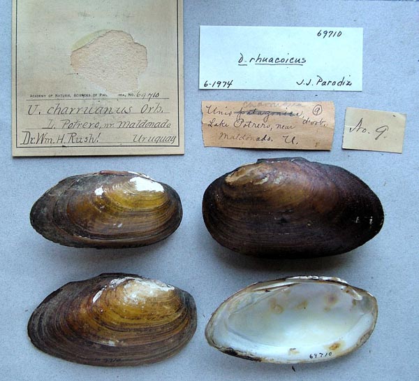 specimen