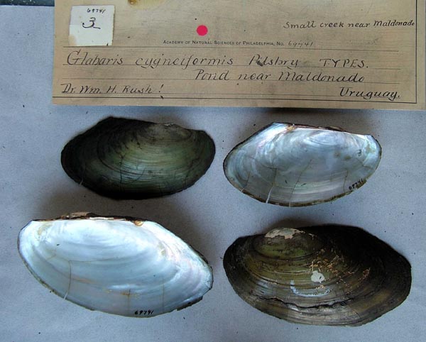 specimen
