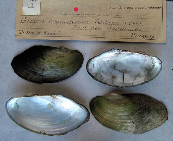 specimen