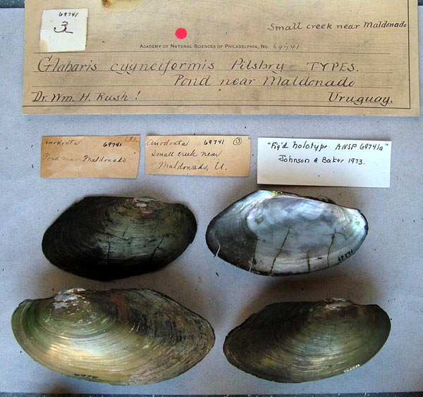 specimen