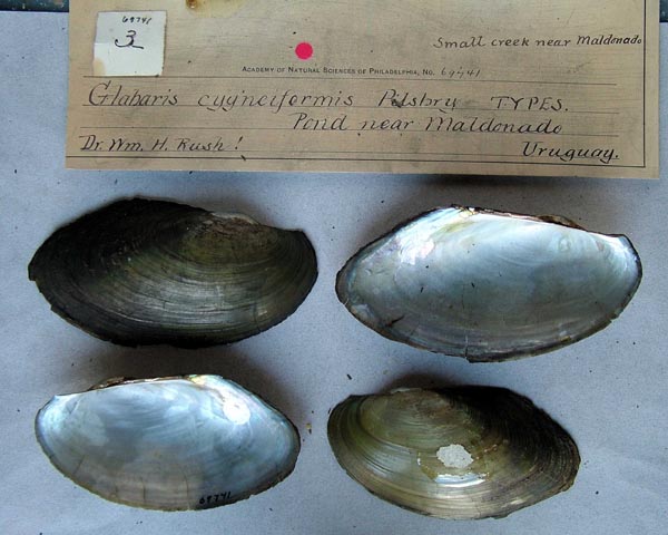 specimen