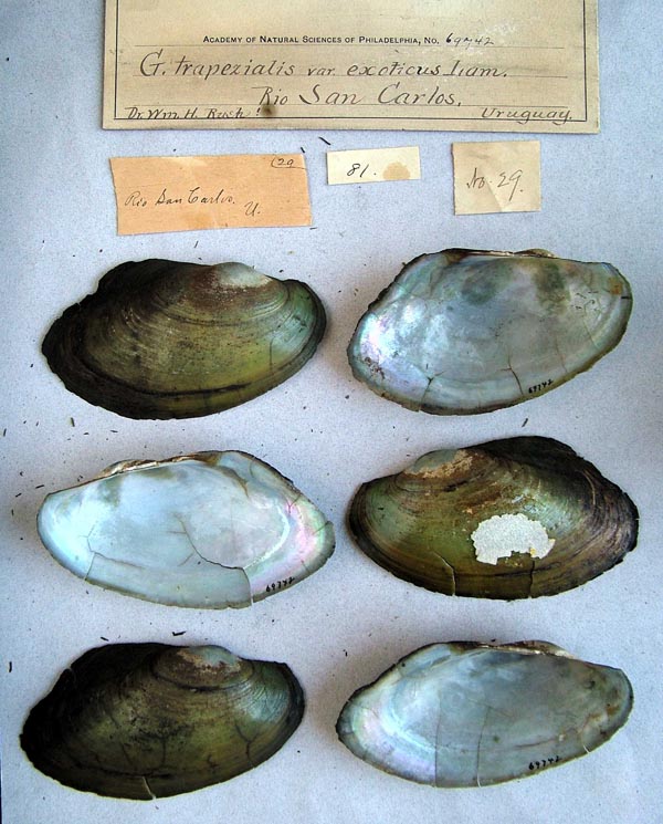 specimen