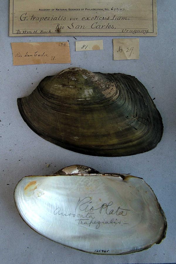 specimen