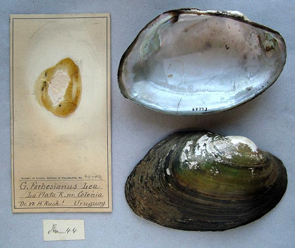 specimen