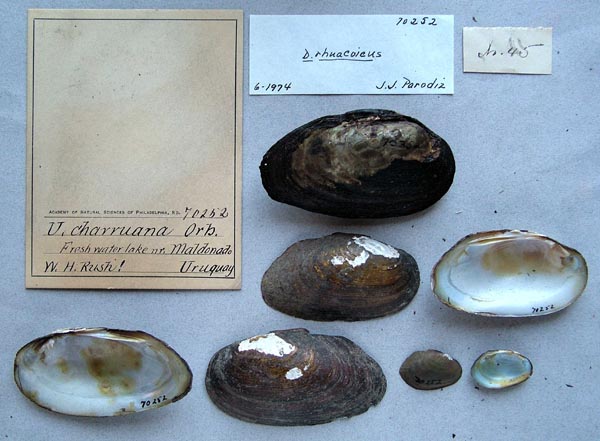 specimen