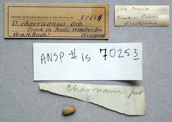 specimen