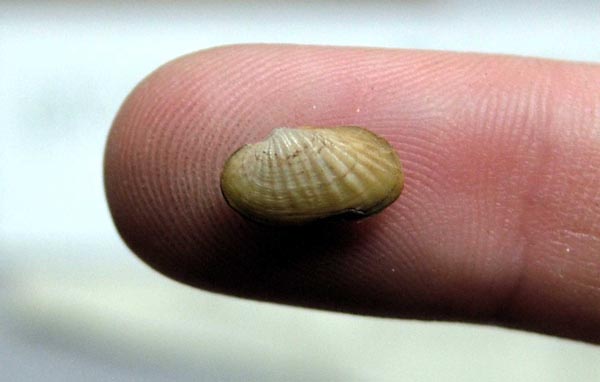 specimen
