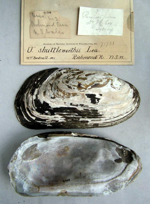 specimen