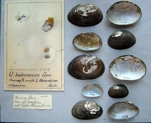 specimen