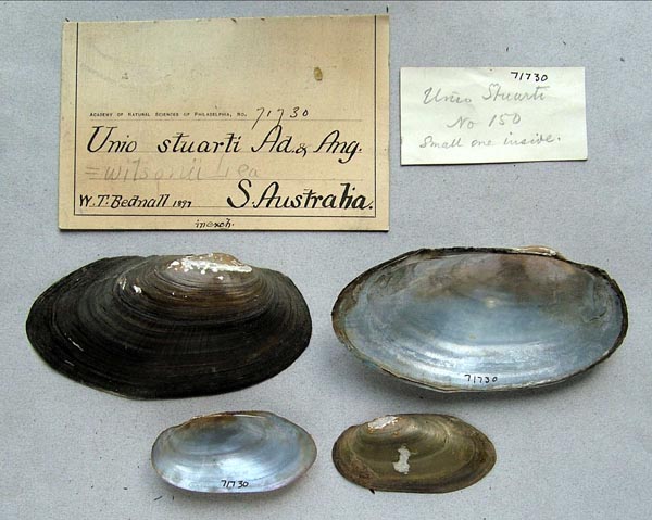 specimen