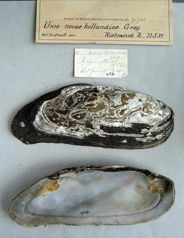 specimen