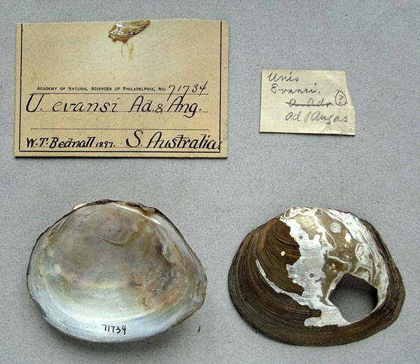 specimen