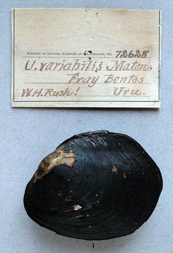 specimen