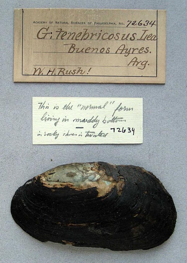 specimen