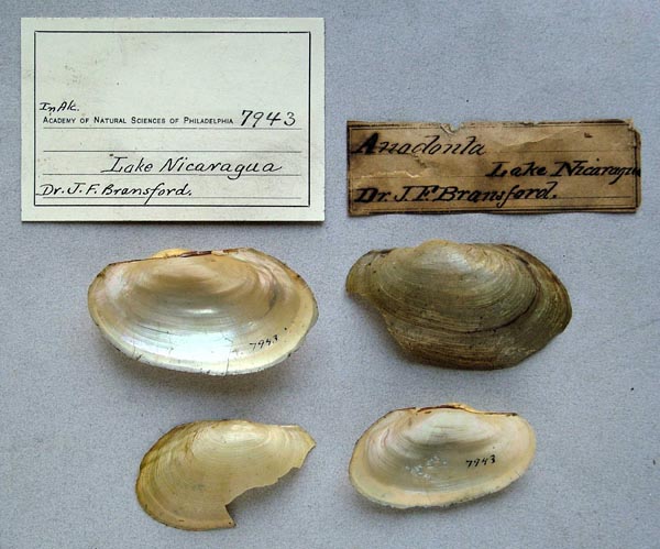 specimen